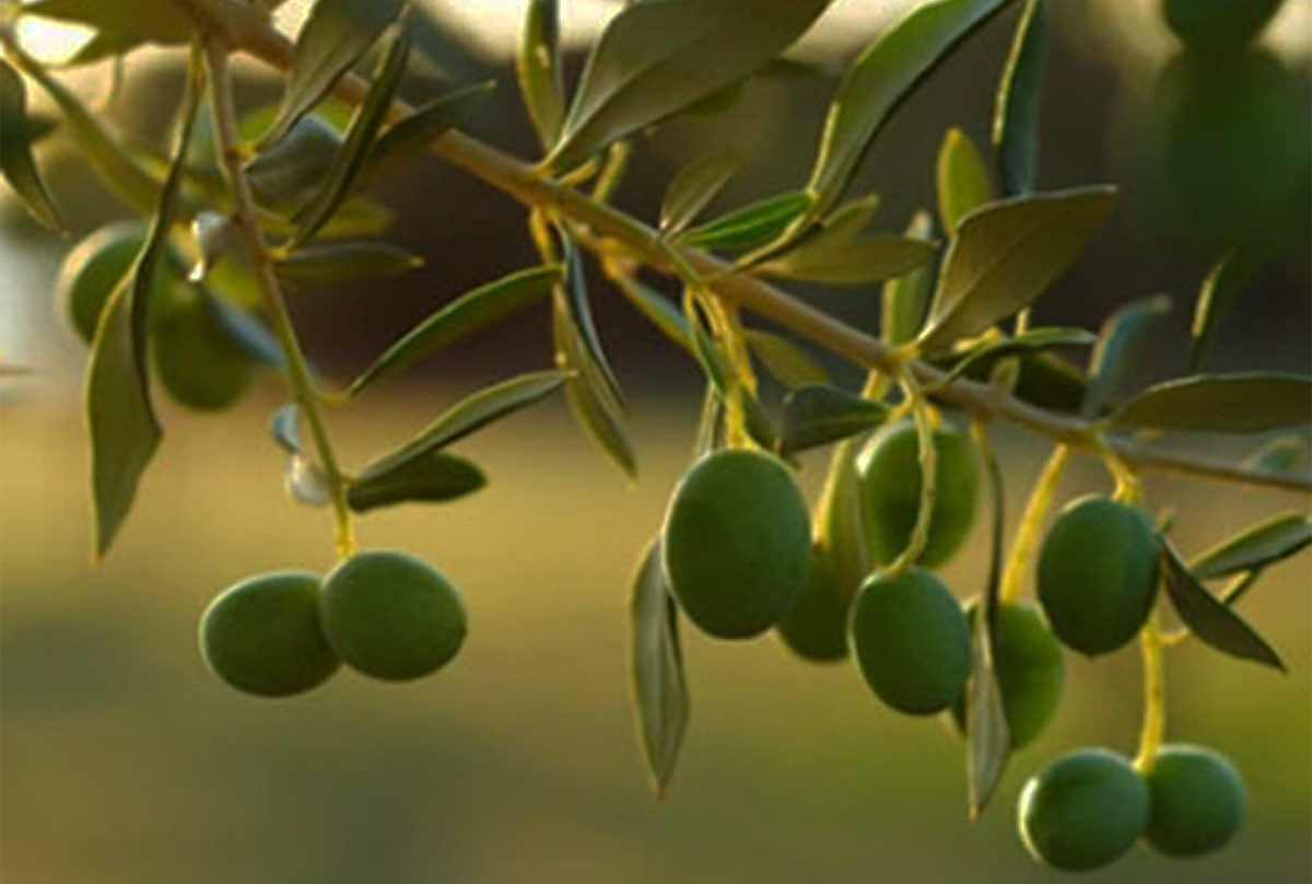 Olive Tree Cold Tolerance