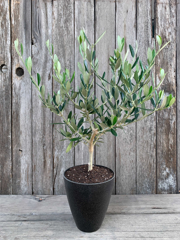 Olive Trees For Sale - Novabackyard