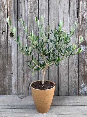 Gift Olive Trees For Sale
