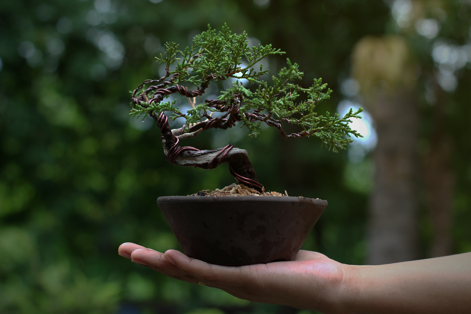 History of Bonsai