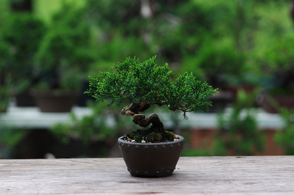 Imperial family's bonsai to go on display to mark end of Heisei Era