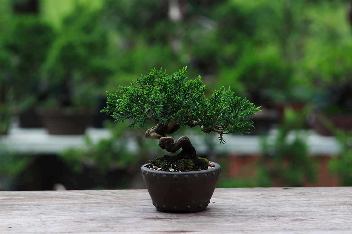 Bonsai Basics