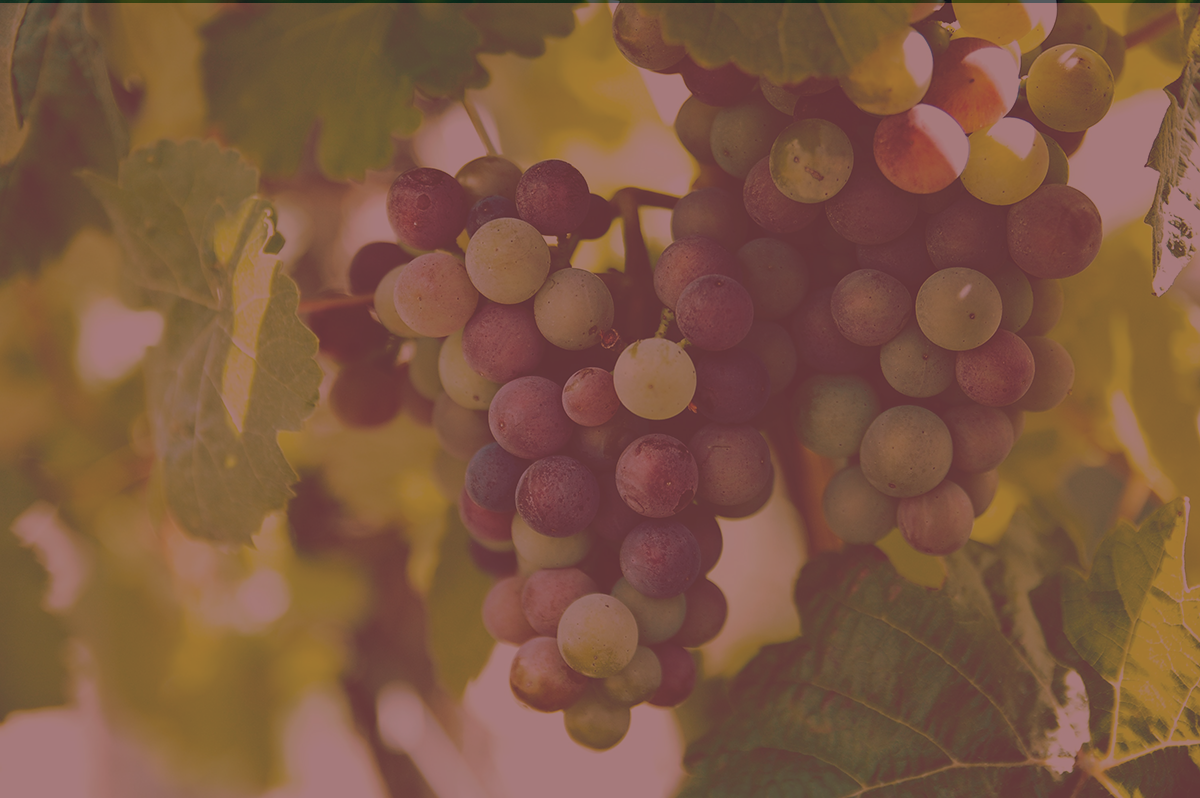 Grapevines