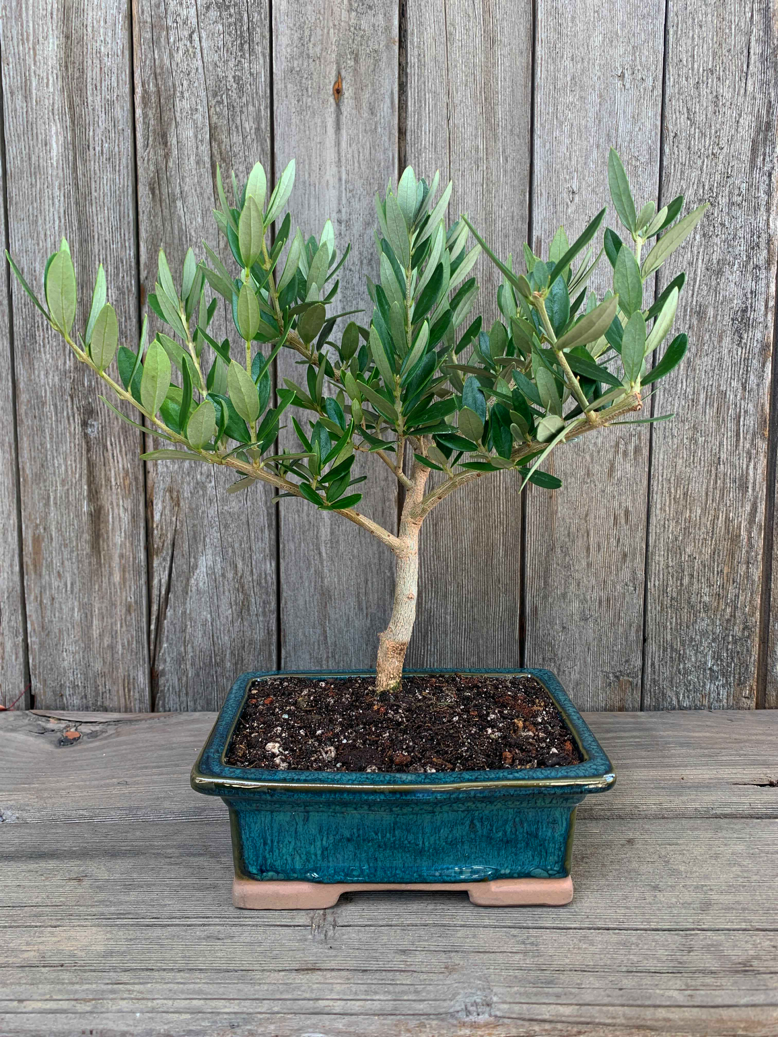 Gift Bonsai Olive Trees For Sale