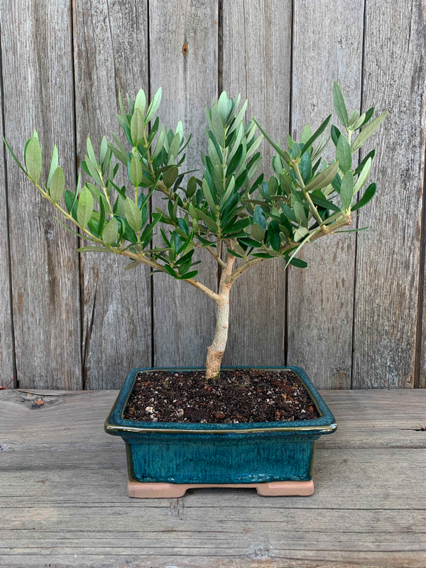 olive tree bonsai styles Gift Bonsai Olive Trees For Sale
