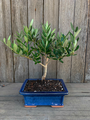 Gift Bonsai Olive Trees For Sale