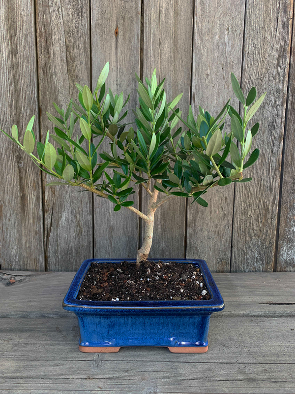 black olive bonsai tree for sale Gift Bonsai Olive Trees For Sale