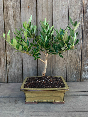 Gift Bonsai Olive Trees For Sale
