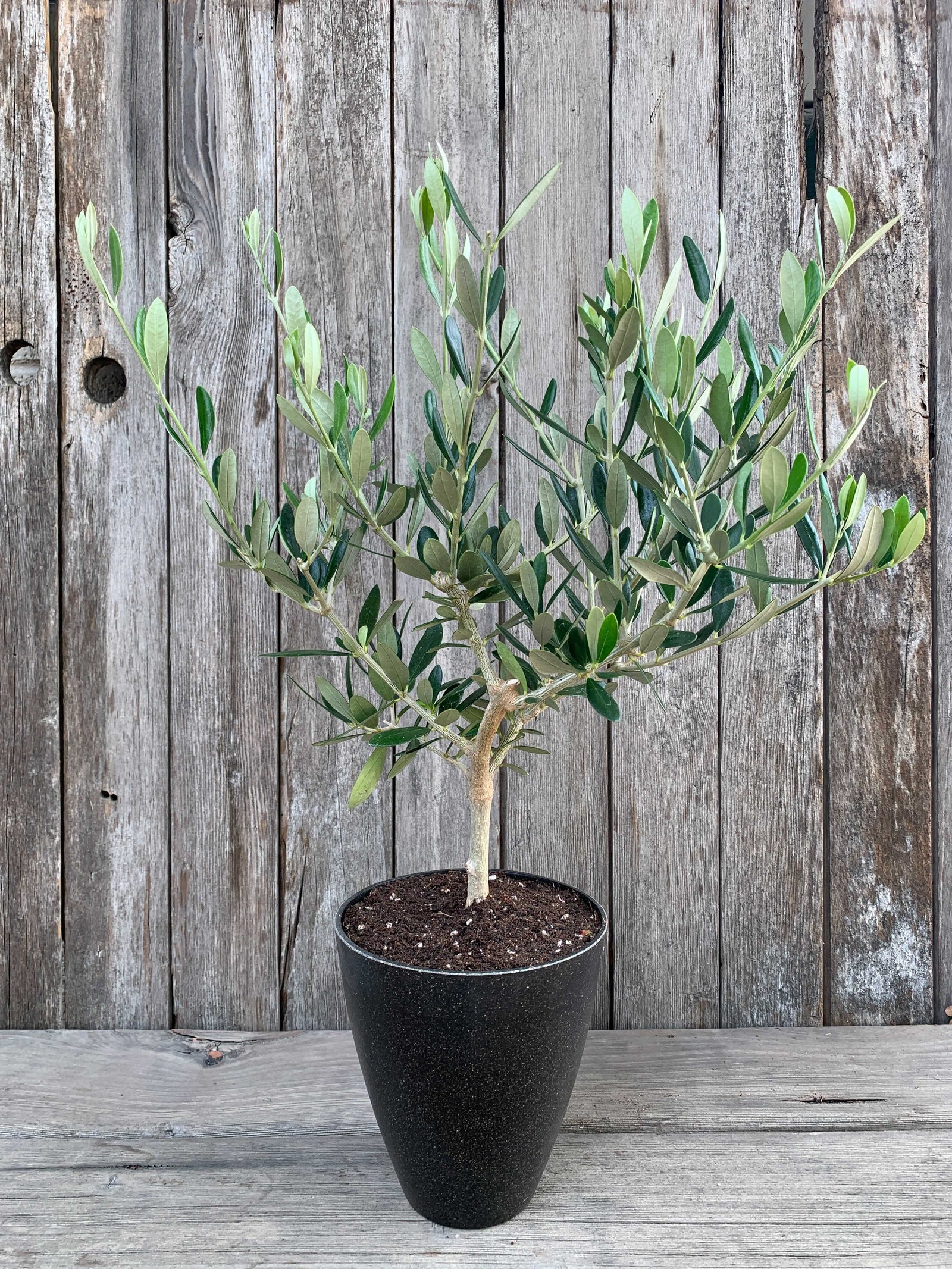 Gift Olive Trees For Sale