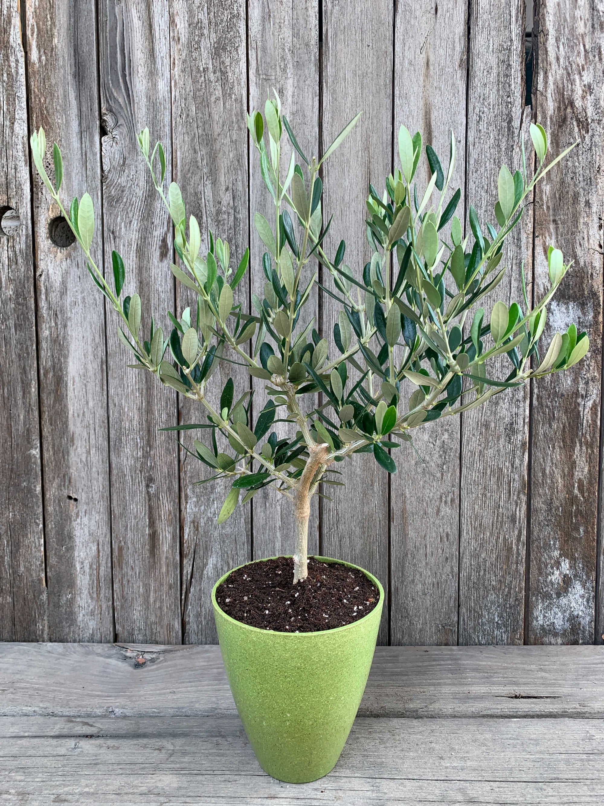 olive-tree-green_2000x.jpg?v=