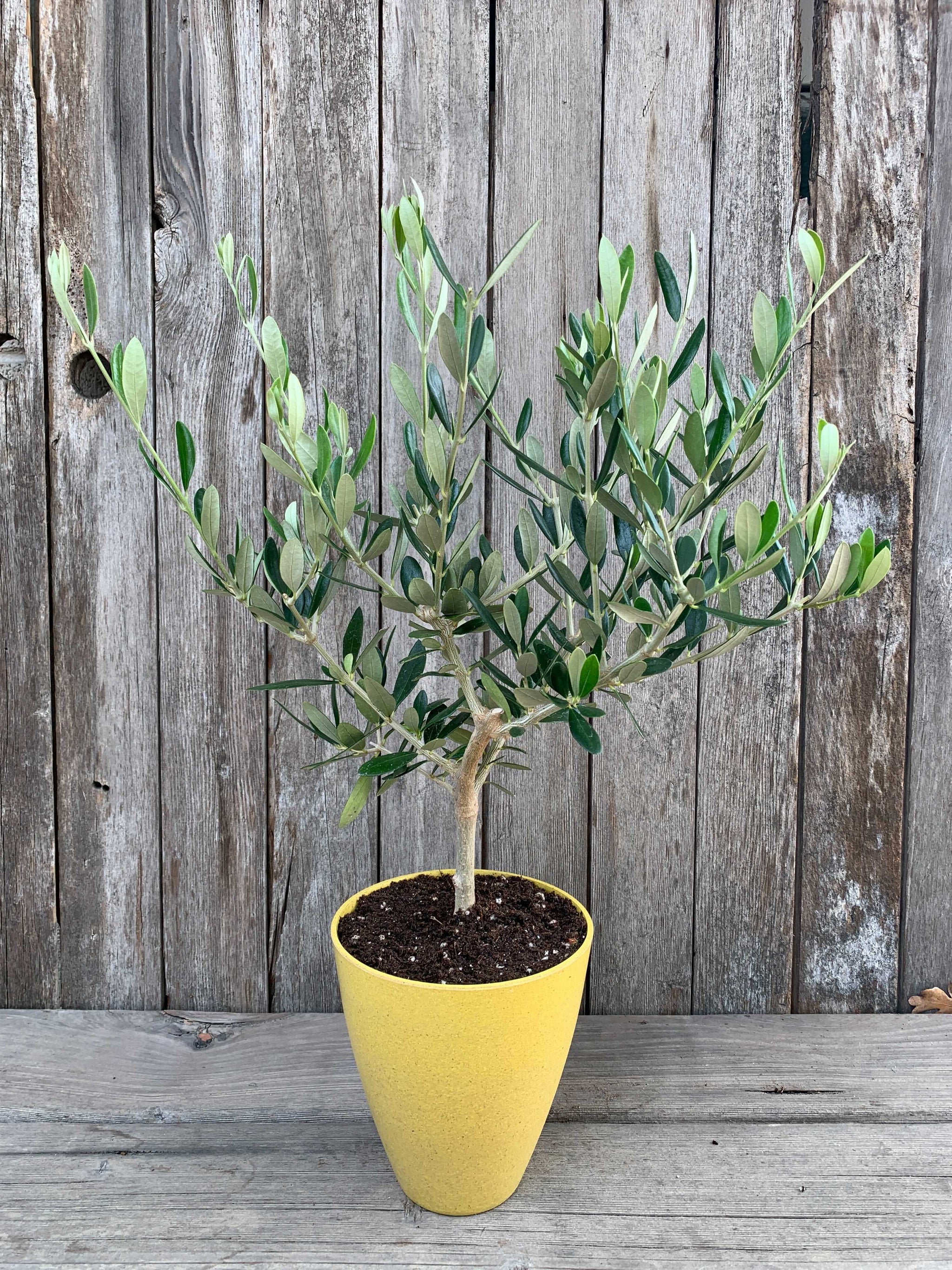 plant pots for olive trees Gift Olive Trees For Sale